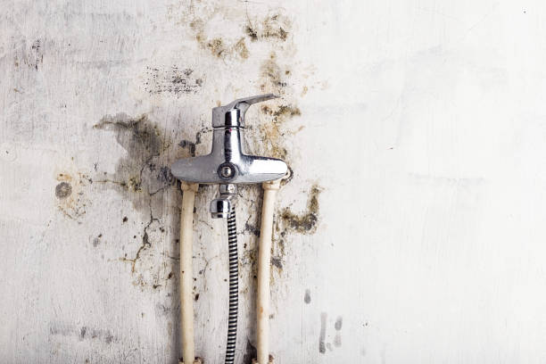 Best Residential Mold Remediation in Shokan, NY