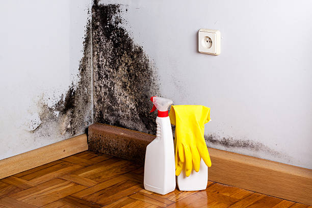 Best Localized Mold Remediation (e.g., coastal areas, humid climates) in Shokan, NY